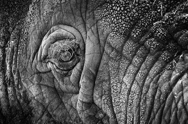 Africa Poster featuring the photograph Elephant Eye by Sebastian Musial