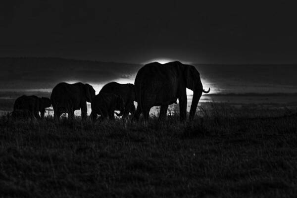 Elephant Poster featuring the photograph Elephant Family by Aidan Moran