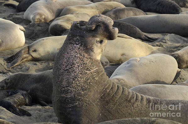 California Poster featuring the photograph Elephant Seals by Bob Christopher