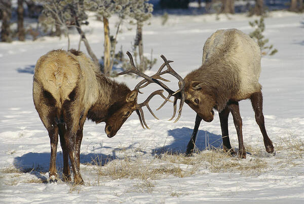 Feb0514 Poster featuring the photograph Elk Bulls Fighting Yellowstone by Konrad Wothe