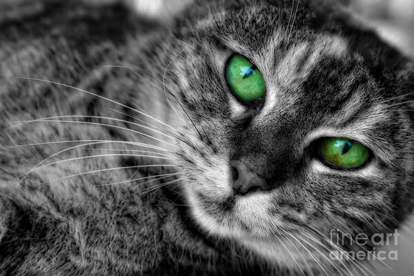 Cat Poster featuring the photograph Emerald Eyes Cat by Olga Hamilton