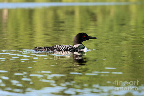 Loon Poster featuring the photograph Emerald Loon by Stan Reckard