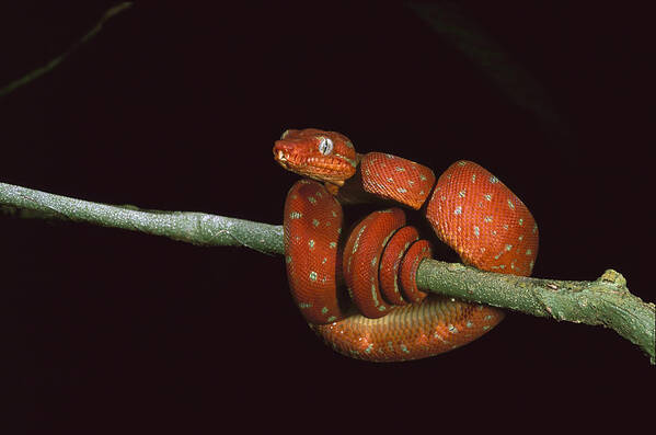 Feb0514 Poster featuring the photograph Emerald Tree Boa Coiled Iwokramaguyana by Pete Oxford