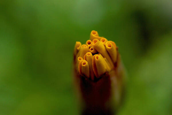 Flower Poster featuring the photograph Emerging Bud - Yellow Flower by Ramabhadran Thirupattur