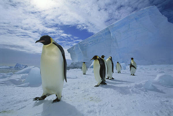 Feb0514 Poster featuring the photograph Emperor Penguin Crossing Sea Ice by Tui De Roy