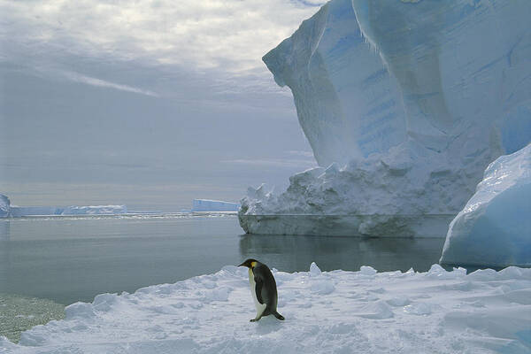 Feb0514 Poster featuring the photograph Emperor Penguin Walking Weddell Sea by Tui De Roy