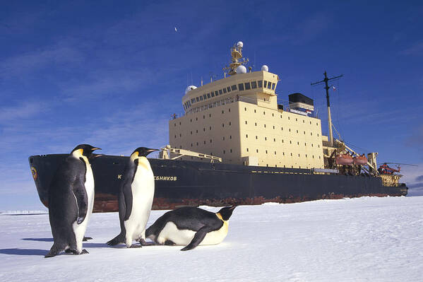 Feb0514 Poster featuring the photograph Emperor Penguins And Russian Icebreaker by Tui De Roy