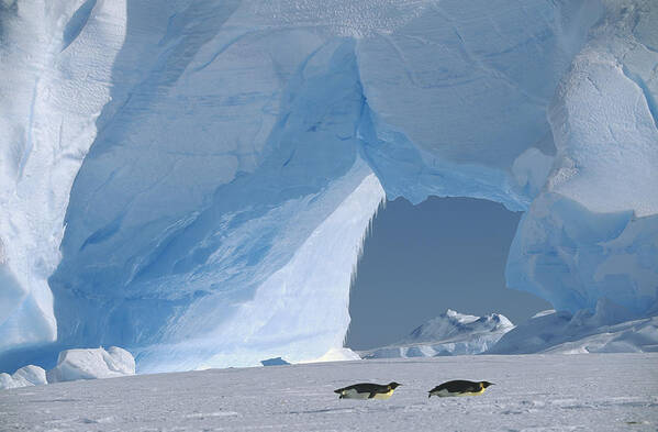 Feb0514 Poster featuring the photograph Emperor Penguins Tobogganing Antarctica by Konrad Wothe