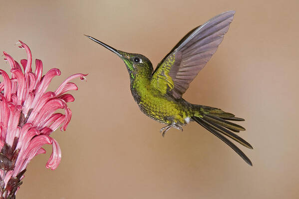 Feb0514 Poster featuring the photograph Empress Brilliant Hummingbird Feeding by Steve Gettle