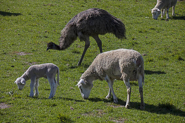 Emu Poster featuring the photograph Emu and sheep by Garry Gay