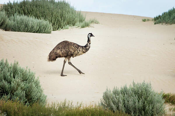 Sand Dune Poster featuring the photograph Emu In Sand Dunes. Coffin Bay. South by John White Photos