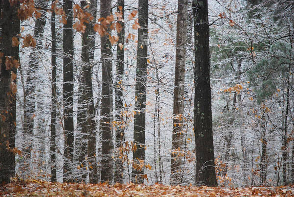 Ice Storm Poster featuring the photograph Enchanted Forest by Linda Segerson