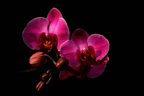 Orchid Poster featuring the photograph Enchantment by Doug Norkum