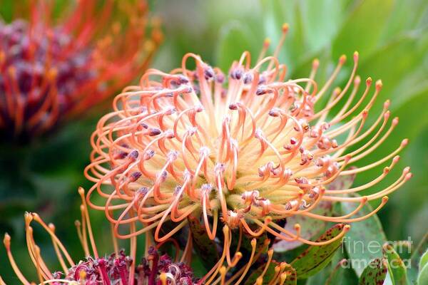  Hawaiian Proteas Poster featuring the photograph Encompassing Proteas by Mary Lou Chmura