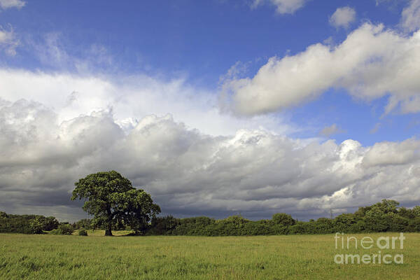 English Oak Under Stormy Skies Landscape Countryside English British England Clouds Dramatic Storm Cloud Fluffy Poster featuring the photograph English Oak under Stormy Skies by Julia Gavin