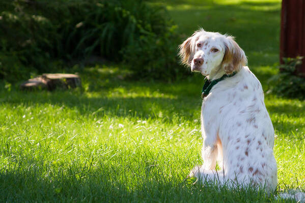 English Setter Poster featuring the photograph English Setter in the Grass by Brian Caldwell