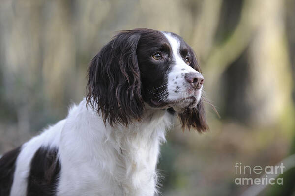 Dog Poster featuring the photograph English Springer Spaniel by John Daniels