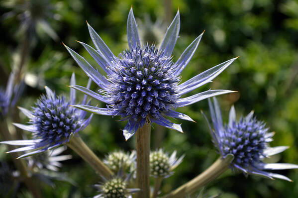 Eryngium Bourgatii Poster featuring the photograph Eryngium Bourgatii. by Terence Davis