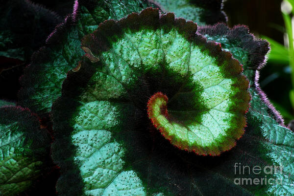 Begonia Poster featuring the photograph Escargot Begonia Detail by Nancy Mueller