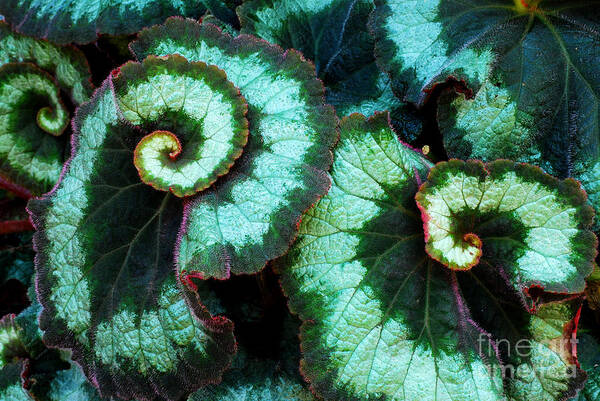 Begonia Poster featuring the photograph Escargot Begonia by Nancy Mueller
