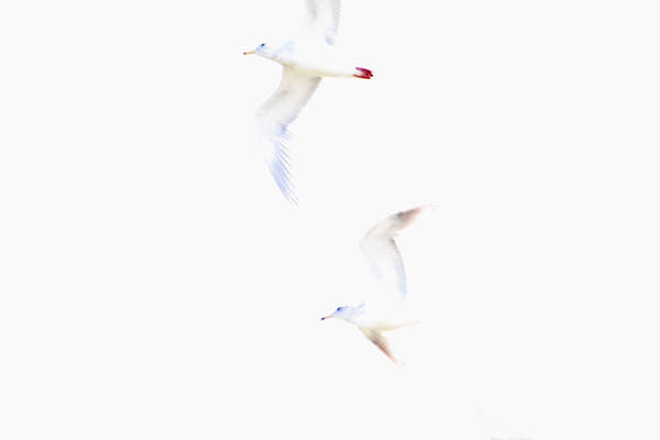 Ethereal Poster featuring the photograph Ethereal Gulls by Peggy Collins