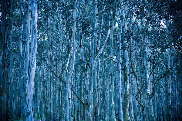 Eucalyptus Poster featuring the photograph Eucalyptus Forest by Frank Tschakert