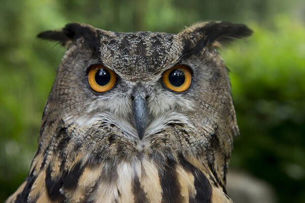 San Diego Zoo Poster featuring the photograph Eurasian Eagle-owl by San Diego Zoo