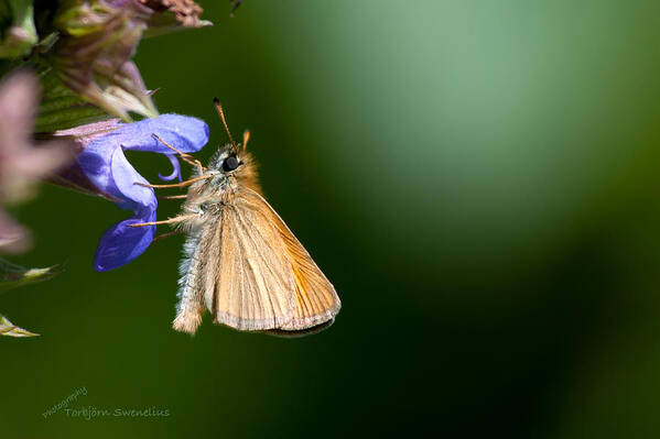 European Skipper Poster featuring the photograph European Skipper by Torbjorn Swenelius