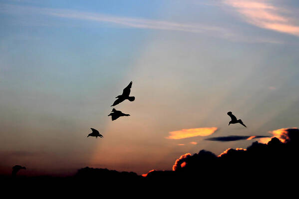 Gulls Poster featuring the photograph Evening Dance in the Sky by Bruce Patrick Smith