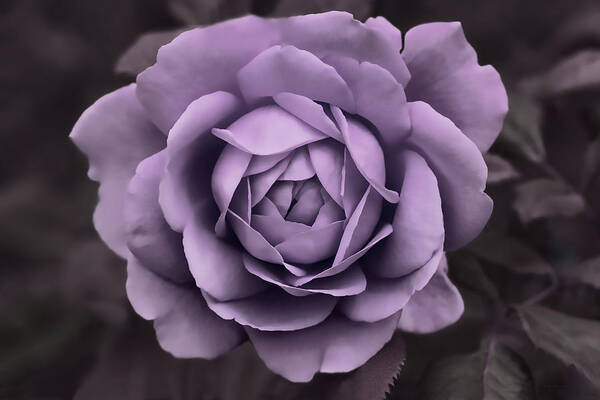 Rose Poster featuring the photograph Evening Lavender Rose Flower by Jennie Marie Schell