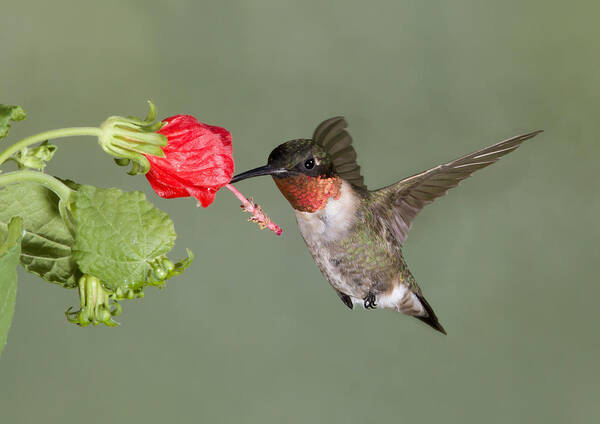  Hummingbird Poster featuring the photograph Evening Meal by Jim E Johnson