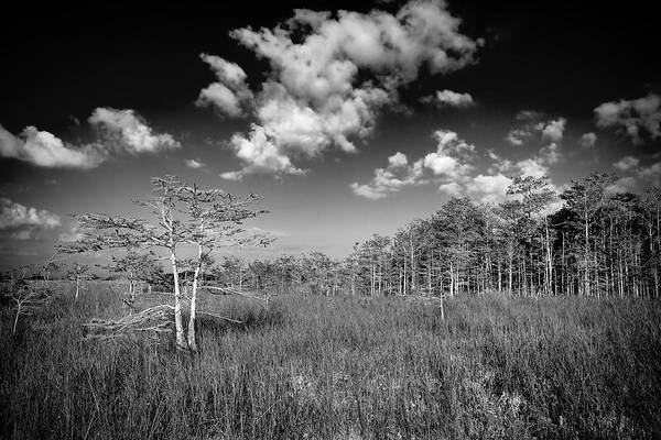 Bush Poster featuring the photograph Everglades 9574BW by Rudy Umans