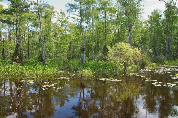 Everglades Poster featuring the photograph Everglades Lake by Rudy Umans