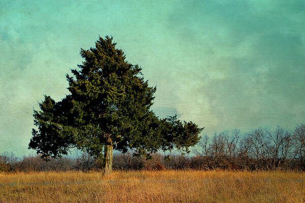 Tree Poster featuring the photograph Evergreen by Deena Stoddard