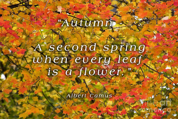 Autumn Leaves Poster featuring the photograph Every Leaf is a Flower by Jill Lang