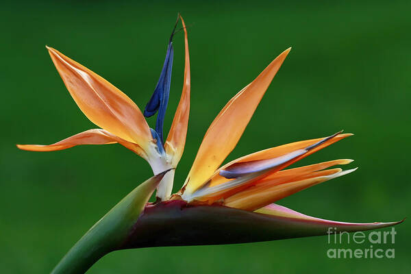 Bird Of Paradise Flower Poster featuring the photograph Exotic Bird of Paradise by Inspired Nature Photography Fine Art Photography