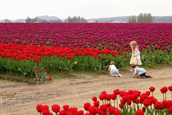 Tulips Poster featuring the photograph Exploring the Tulip Fields by Jennifer Wheatley Wolf