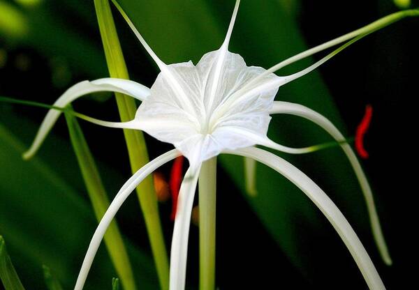 Spider Lily Poster featuring the photograph Exquisite Spider Lily by Laurel Talabere