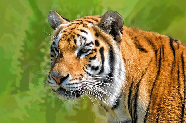 Tiger Poster featuring the photograph Eye of The Tiger by Liz Mackney