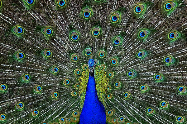 Peacock Poster featuring the photograph Eyes Have It by Eric Albright
