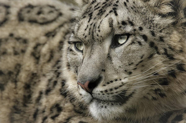 Snow Leopard Poster featuring the photograph Eyes of a Snow Leopard by Chris Boulton