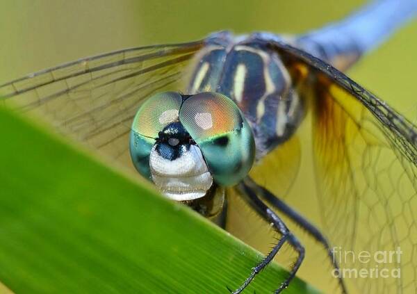 Insects Poster featuring the photograph Face Of The Dragonfly by Kathy Baccari