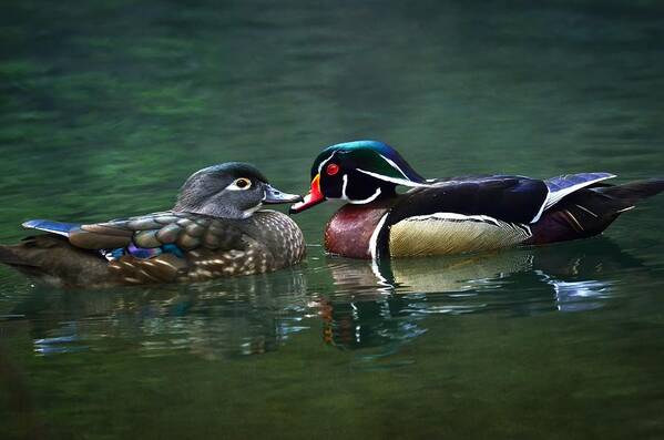Wood Ducks Poster featuring the photograph Facing A Future 2 by Fraida Gutovich