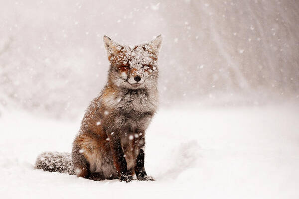 #faatoppicks Poster featuring the photograph Fairytale Fox _ Red Fox in a Snow Storm by Roeselien Raimond