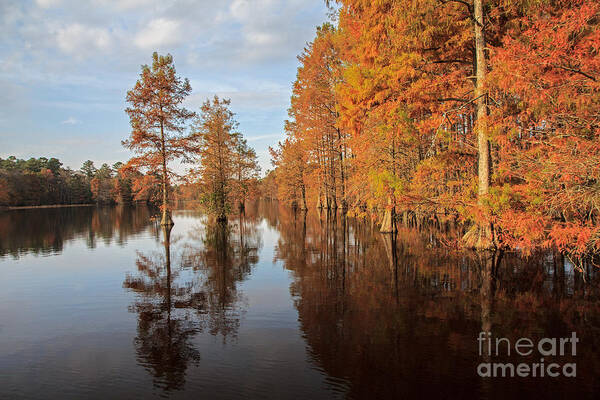 Trap Pond Poster featuring the photograph Fall at Trap Pond by Robert Pilkington