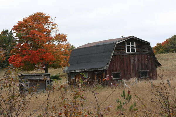 Old Barn Poster featuring the photograph Fall Barn by Paula Brown