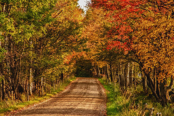 Peacham Vermont Poster featuring the photograph Fall color along a dirt backroad by Jeff Folger