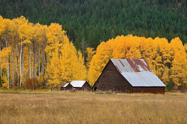 Fall Photographs Poster featuring the photograph Fall Color Barn by David Forster