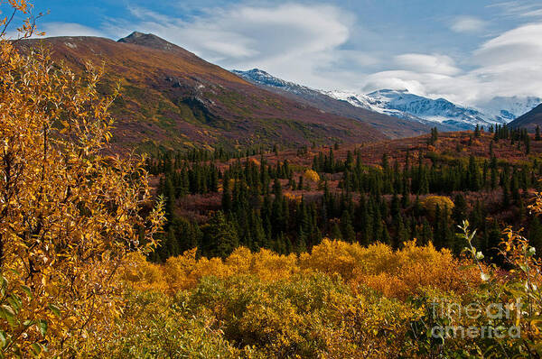 Nature Poster featuring the photograph Fall Colors, Alaska by Mark Newman