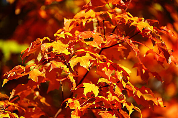 Autumn Poster featuring the photograph Fall Foliage Colors 14 by Metro DC Photography
